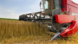 Il grano torinese soffoca: l’invasione canadese mette in crisi gli agricoltori locali