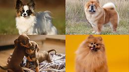 L'ossessione per i cani di razza: simbolo di status o compagni di vita?
