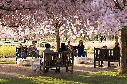  Magia di primavera! Alla Reggia di Venaria weekend tra yoga, concerti e ciliegi in fiore