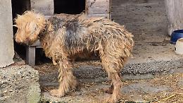 Rivalba, cane legato a una catena arrugginita, denutrito e con un tumore (FOTO)