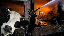 Paura a Busano: cascina in fiamme all’alba, Vigili del Fuoco al lavoro per ore. In salvo 200 mucche