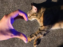 FIP, la malattia che uccide i gatti. Esiste una cura, ma in Italia è vietata