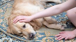 Diserbanti e cani malati: il Comune vuole vederci chiaro