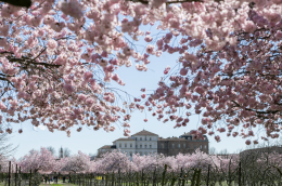 Primavera in fiore: arte, benessere e cultura tra i petali rosa