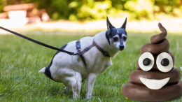 DNA canino: arriva la schedatura genetica per combattere la cacca? Chissà!