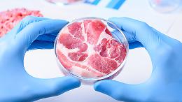  Carne coltivata: innovazione o minaccia? L’Italia dice no, ma il mondo va avanti