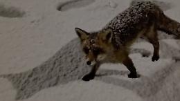 Volpe tra i fiocchi: a Piamprato la natura si mostra nella sua forma più autentica (VIDEO)