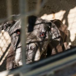 Cane rinchiuso al buio senza cibo né acqua: salvato dai carabinieri