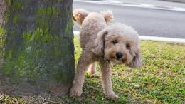 Pipì del cane? A Cirié ora va lavata. Scatta l’obbligo della bottiglietta per mantenere il decoro urbano