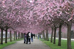 Come in Giappone, l'hanami piemontese celebra la primavera tra i ciliegi in fiore