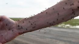 Allarme West Nile: primo decesso in Italia nel 2025, necessarie misure urgenti