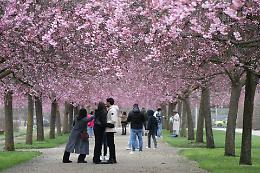 Venaria in fiore, 30 mila in coda per un selfie sotto i ciliegi