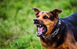 Rissa in corso Vercelli, usati anche cani: ferito un uomo