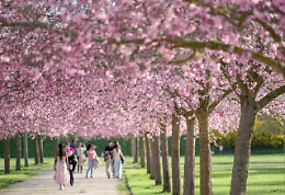 Venaria da record: 50mila visitatori per i ciliegi in fiore
