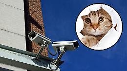 Gatto impallinato in paese: si passano al setaccio i video delle telecamere 