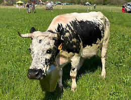 La Terra Chiama: a Giaveno torna la Fiera Agricola Valsangone