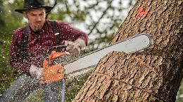 Valperga abbatte due alberi “per sicurezza”: ma è davvero l’unica strada possibile?
