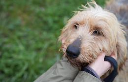 Nove anni legata ad una catena, ora Milka aspetta la sua prima vera casa