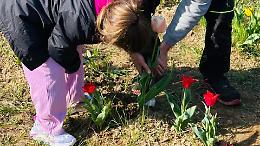 Ozegna fiorisce di solidarietà: il “Tulipano Day” unisce scuola, comunità e beneficenza