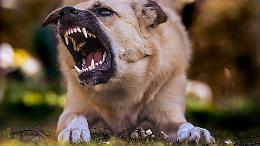 Aggredita da un cane senza guinzaglio: bimba di 10 anni finisce in ospedale