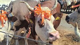Trattori, balli e profumo di porchetta: a Favria la Fiera di Sant’Isidoro fa il pienone