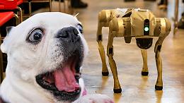 A Torino arriva il primo negozio per cani-robot: non abbaiano, non mordono e ti riportano pure la pallina