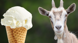 Il gelato alla ricotta di capra che parla la lingua delle Valli