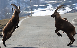 Gli stambecchi conquistano le strade di Ceresole Reale: un incontro ravvicinato con la natura