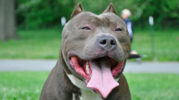 Tentano di rapire i cani nei parchi: paura a Torino