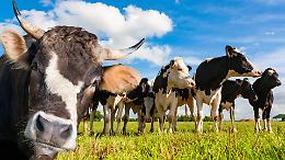 Stalla Mellano, la svolta in Canavese: nominato un amministratore per vigilare su conti e animali
