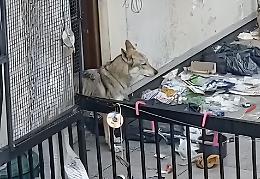 Un anno di ululati, fame e silenzio: il calvario del cane invisibile alle istituzioni (VIDEO)