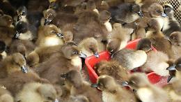 Animal Equality in Senato: stop alle mutilazioni e ai crimini invisibili negli allevamenti