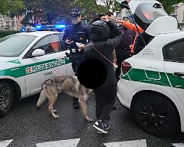Prigioniero su un balcone, affamato e dimenticato. Il grido di un cane che la polizia non vuole ascoltare