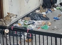 Lupo cecoslovacco segregato su un terrazzo, LNDC denuncia: “È crudeltà, non incuria”