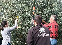 Settimo Vittone, dove l’olivo conquista la montagna e cambia il destino della terra