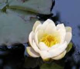 Mindfulness in pratica: un incontro per educare alla calma e alla consapevolezza