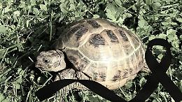 Bosconero, la tartaruga abbandonata non ce l’ha fatta: era disidratata e gravemente malata