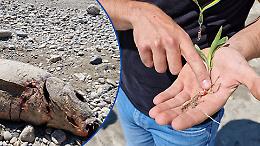 Maltempo e agricoltura nel Canavese: 3 milioni di euro di danni, 130 aziende colpite (FOTO)