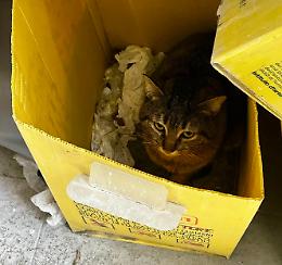 Si rifugia nel cassonetto della carta per sopravvivere: salvato Cartesio, il micio filosofo