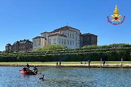 Capriolo rischia di annegare alla Reggia di Venaria