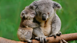 Strage di koala in Australia: abbattuti 750 esemplari in una parco