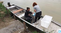 Microplastiche nel Po a Chivasso: 4,2 particelle per metro cubo. Allarme per ambiente e salute