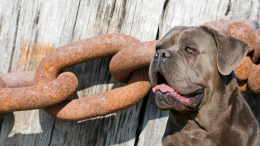 Legato a una catena senza acqua né cuccia: a Nichelino il primo daspo per maltrattamento di cane