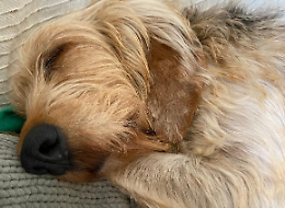 Alma, la cagnolona che il mondo aveva dimenticato: oggi rinasce tra le braccia dell’amore
