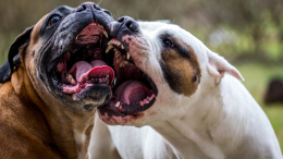 Cani sciolti e padroni latitanti: quartiere Fiorana,  giungla urbana