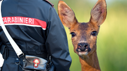 Chivasso, capriolo incastrato nella recinzione della piscina comunale: salvato dai Forestali
