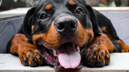 Ha abbaiato per due giorni. Cane eroe salva "umana"
