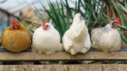 Galline a noleggio: la risposta americana al caro-uova e all'influenza aviaria