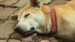 Avvelenato un cane: sospetto boccone killer