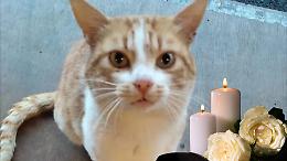 Addio a Gianfranco, il gatto mascotte del birrificio: colpito da un proiettile, è morto dopo mesi di agonia